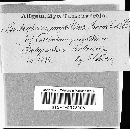 Leptosphaerulina myrtillina image