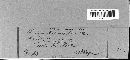 Puccinia acetosae image