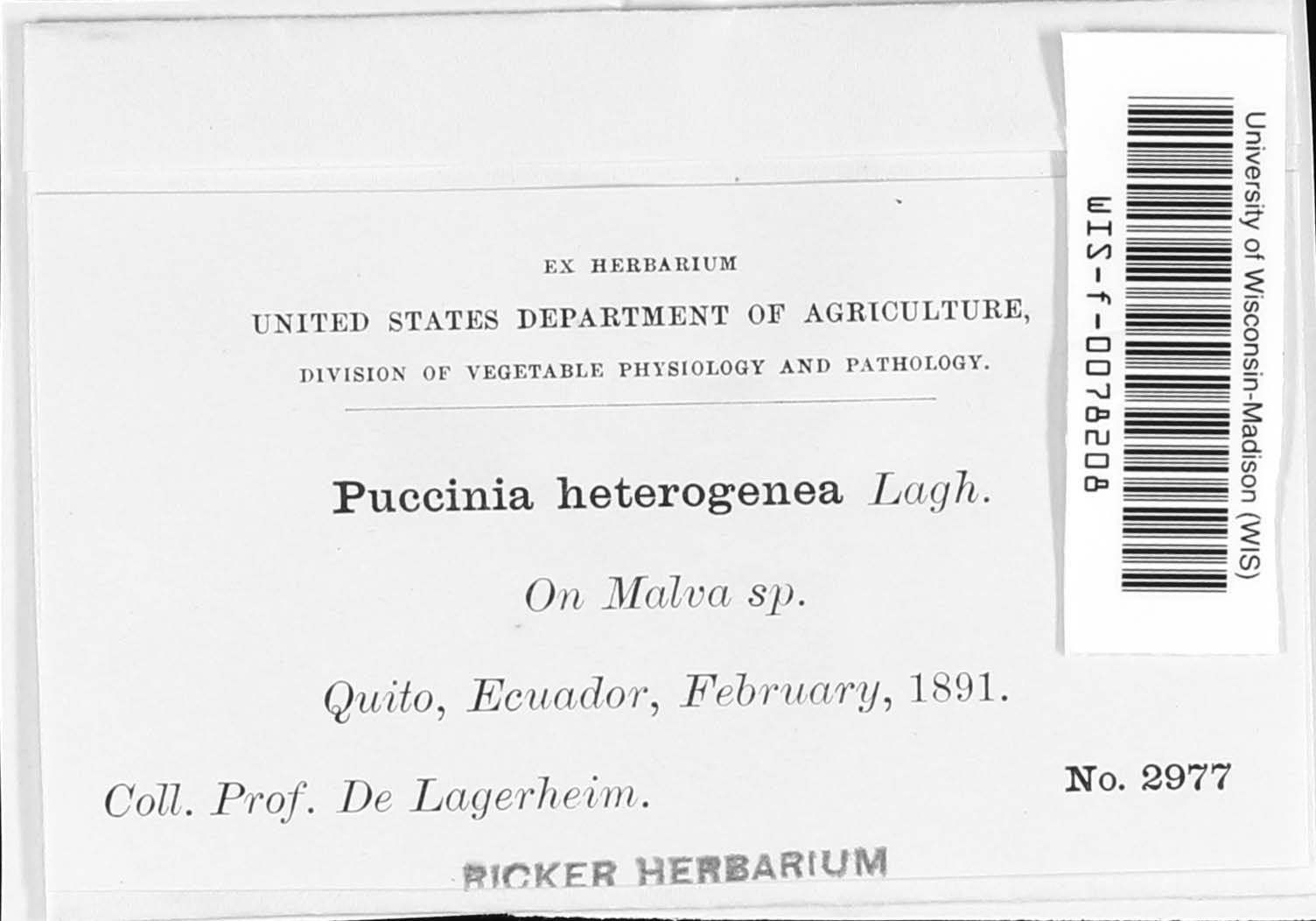 Puccinia heterogenea image