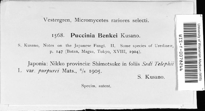 Puccinia benkei image