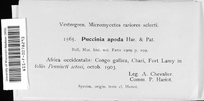 Puccinia apoda image