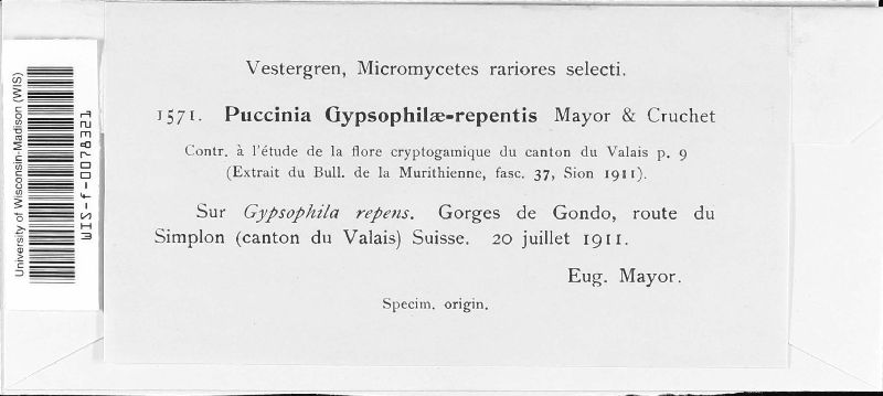 Puccinia gypsophilae-repentis image