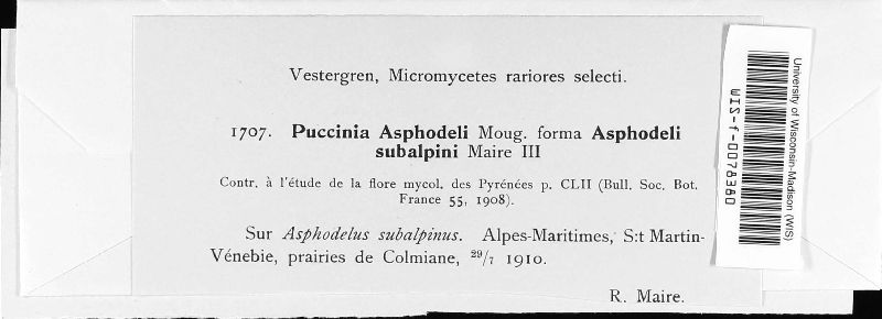 Puccinia asphodeli var. asphodeli-subalpini image