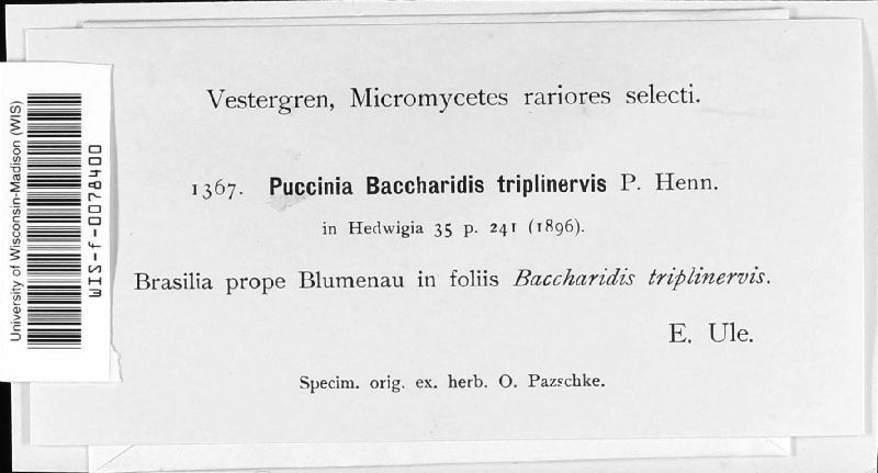 Puccinia baccharidis-triplinervis image