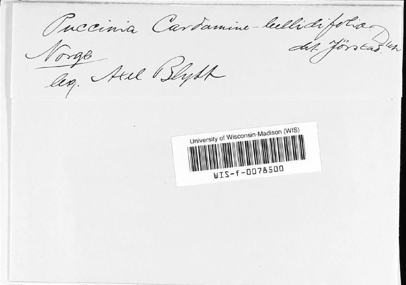 Puccinia cardamines-bellidifoliae image