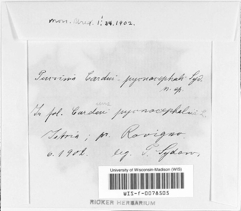 Puccinia cardui-pycnocephali image