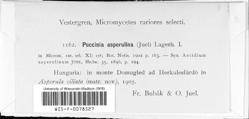 Puccinia asperulina image