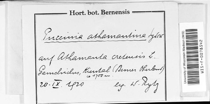 Puccinia athamanthina image