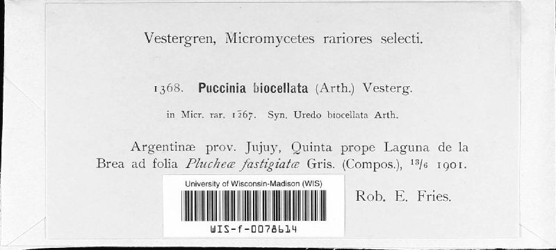 Puccinia biocellata image