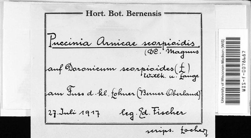 Puccinia arnicae-scorpioidis image