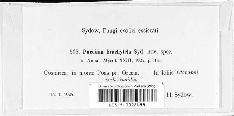 Puccinia brachytela image