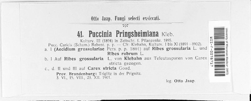 Puccinia pringsheimiana image