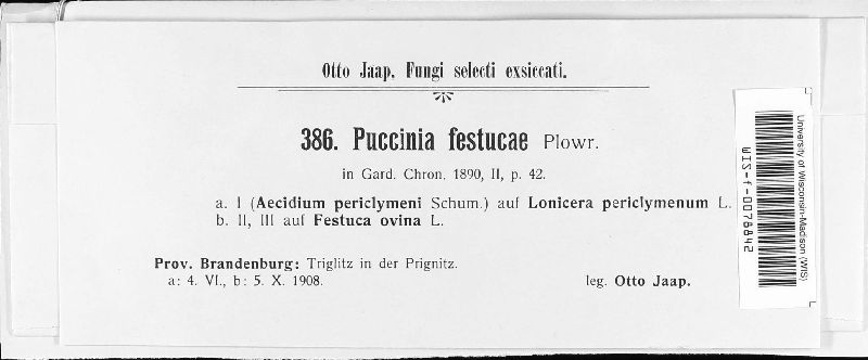 Puccinia festucae image