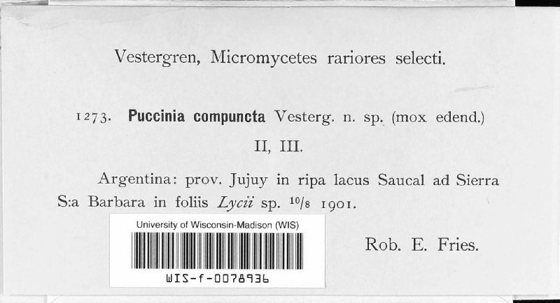 Puccinia compuncta image