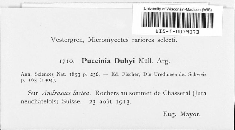 Puccinia dubyi image
