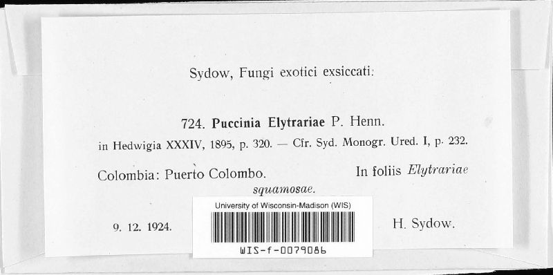 Puccinia elytrariae image