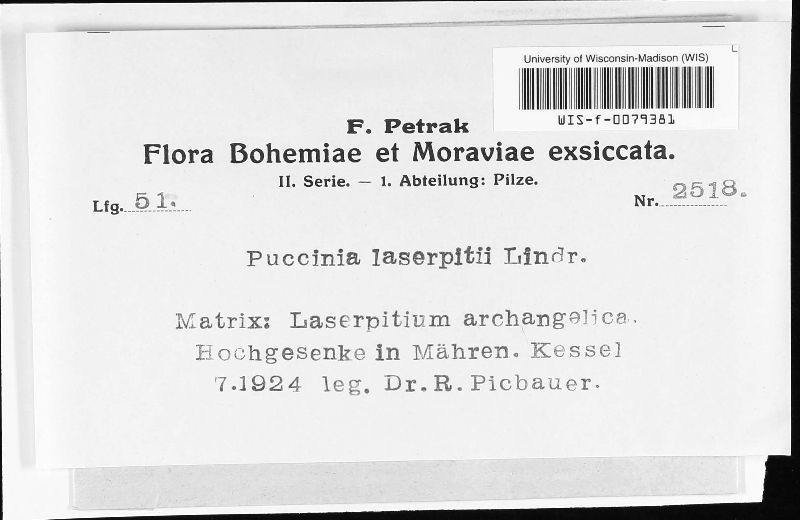 Puccinia laserpitii image