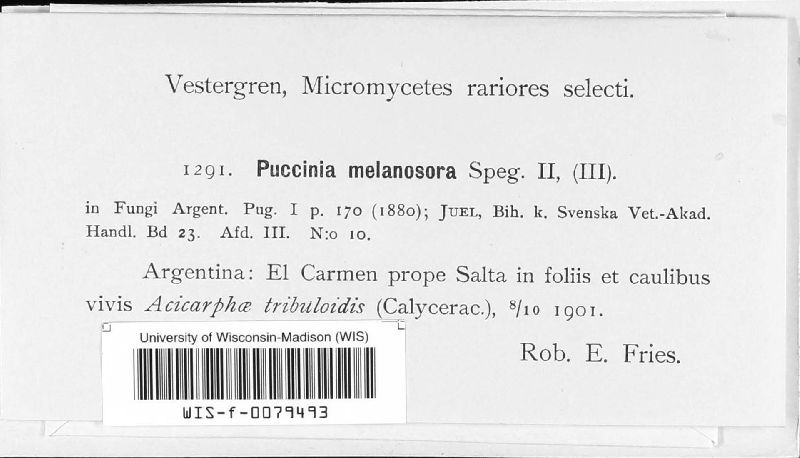 Puccinia melanosora image