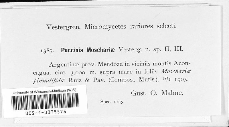 Puccinia moschariae image