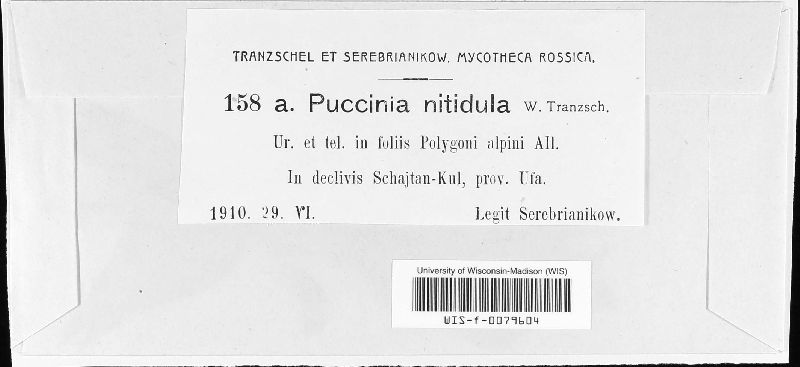 Puccinia nitidula image