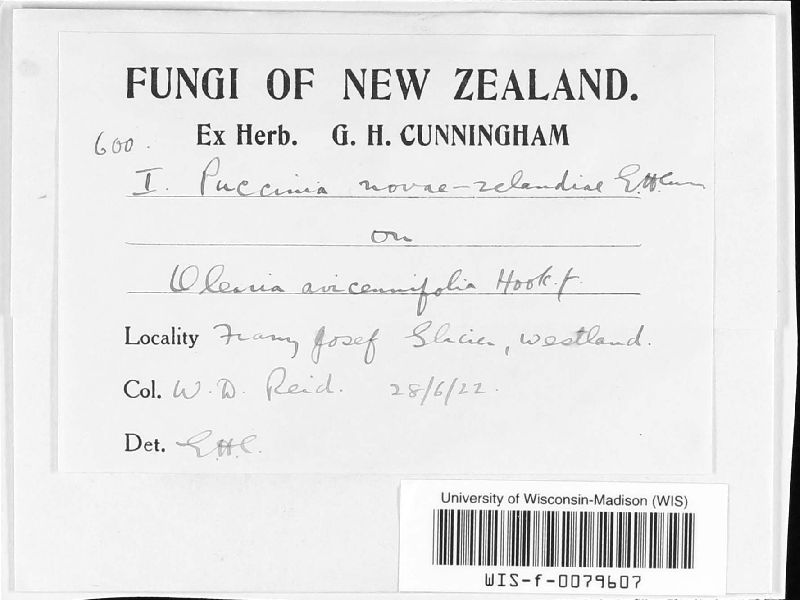 Puccinia novae-zelandiae image