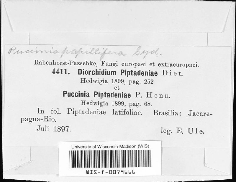 Puccinia papillifera image