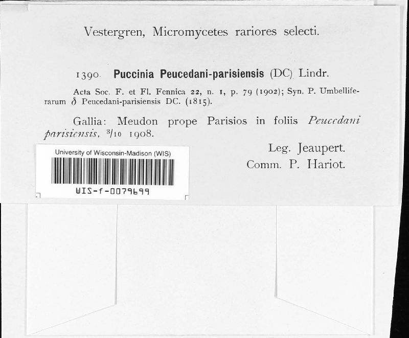 Puccinia rugulosa image