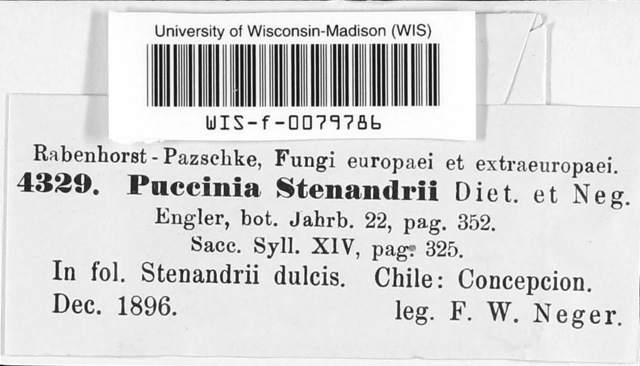 Puccinia stenardrii image