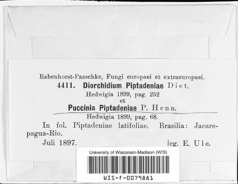 Puccinia piptadeniae image