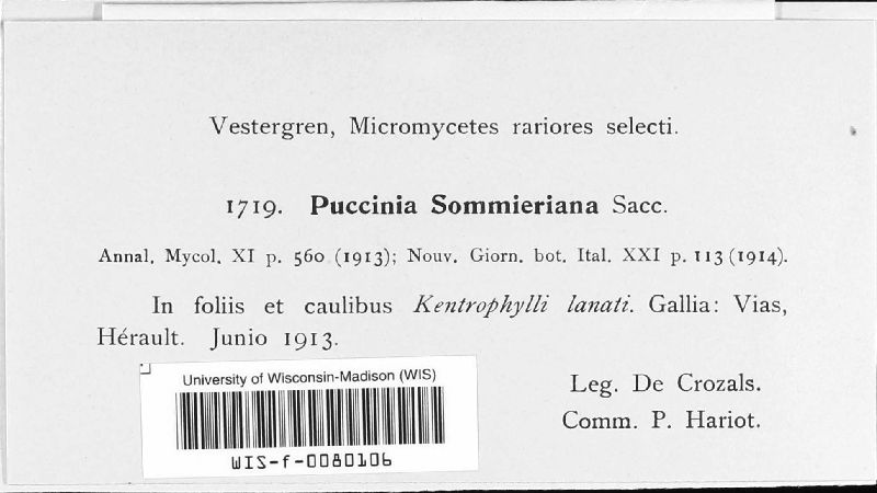 Puccinia sommieriana image