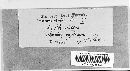 Puccinia violae image