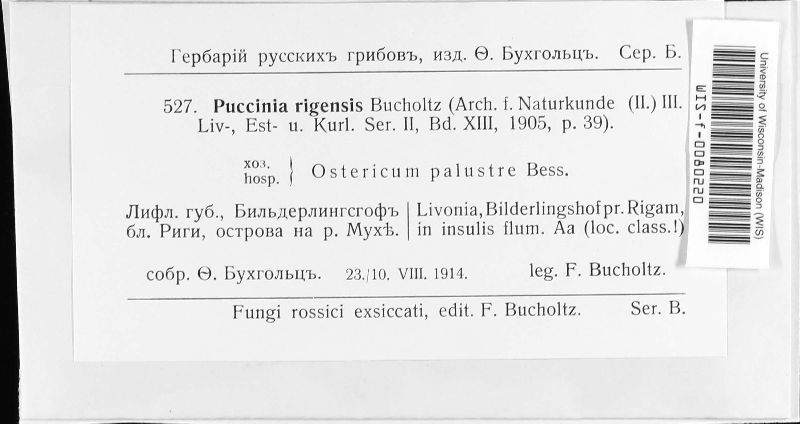 Puccinia rigensis image