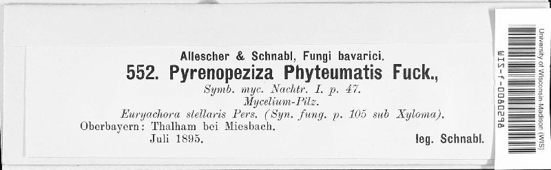Pyrenopeziza phyteumatis image