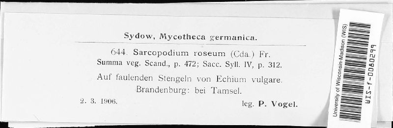 Sarcopodium roseum image