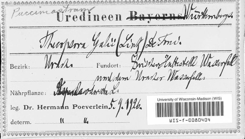Pucciniastrum guttatum image