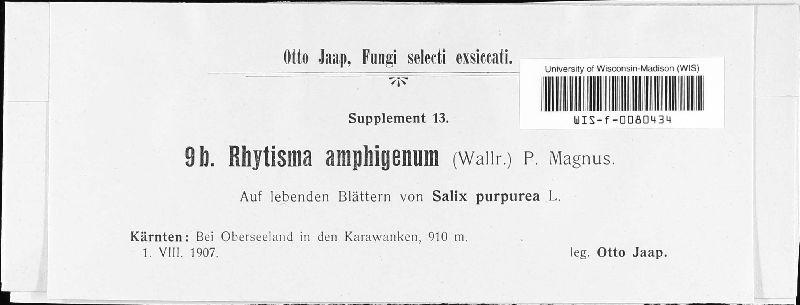 Rhytisma amphigenum image
