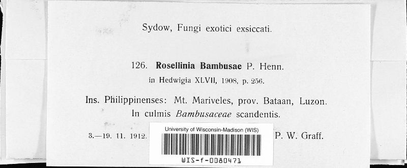 Rosellinia bambusae image