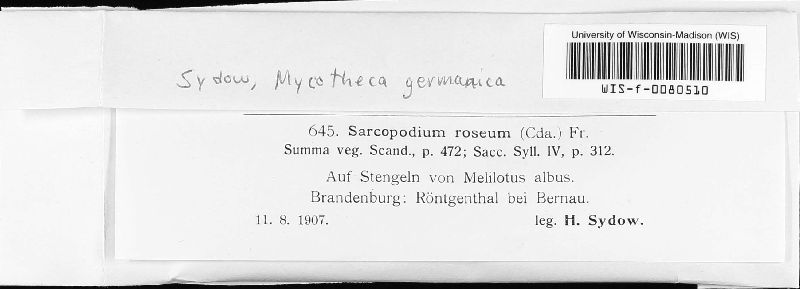 Sarcopodium roseum image