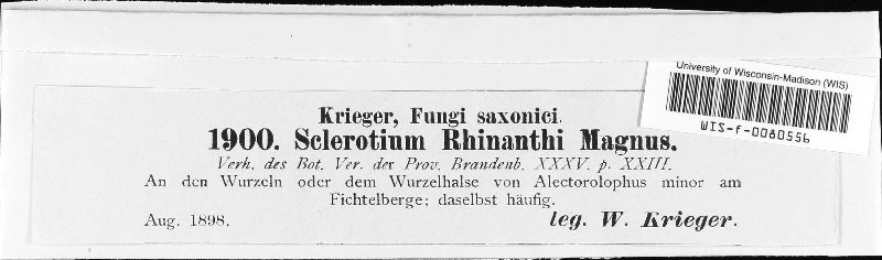 Sclerotium rhinanthi image