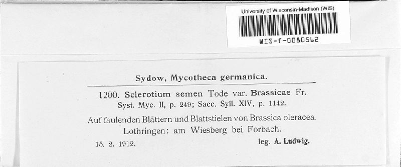 Sclerotium semen var. brassicae image