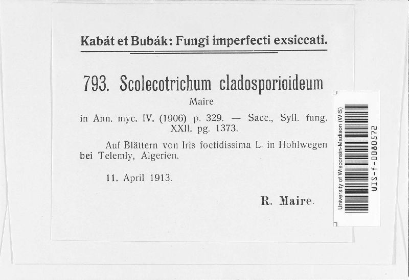 Scolicotrichum cladosporioideum image