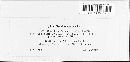 Ramularia adoxae image