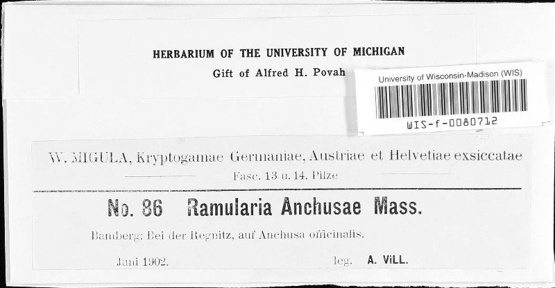 Ramularia anchusae image