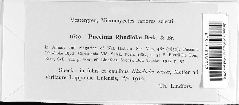 Puccinia umbilici image