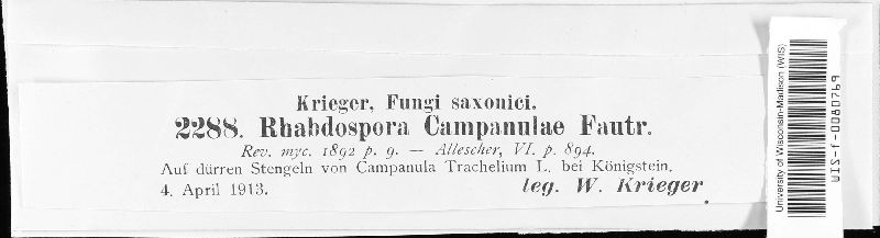 Rhabdospora campanulae image