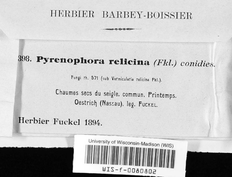 Pyrenophora relicina image