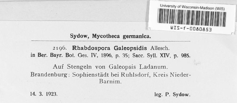 Rhabdospora galeopsidis image