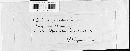 Puccinia recondita image