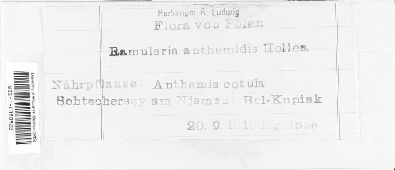 Ramularia anthemidis image