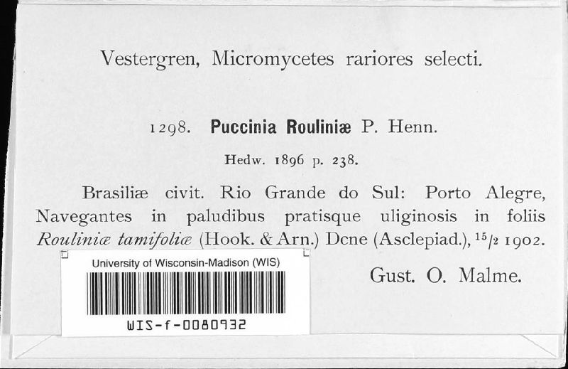 Puccinia rouliniae image